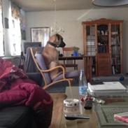 Blanding af racer Putin