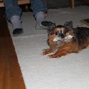 Chihuahua Coco