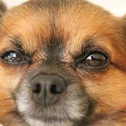 Chihuahua Coco