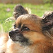 Chihuahua Coco