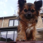 Chihuahua Coco