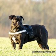 Blanding af racer Balesbullies Selvaggia