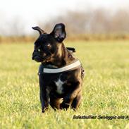 Blanding af racer Balesbullies Selvaggia