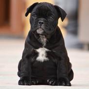 Blanding af racer Balesbullies Selvaggia