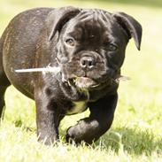 Blanding af racer Balesbullies Selvaggia