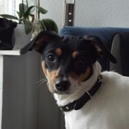 Dansk svensk gaardhund overgaards Mille