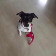 Dansk svensk gaardhund overgaards Mille