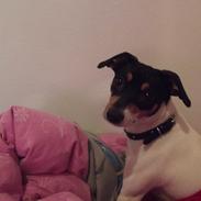 Dansk svensk gaardhund overgaards Mille