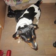 Dansk svensk gaardhund overgaards Mille