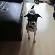 Dansk svensk gaardhund overgaards Mille