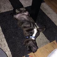 Staffordshire bull terrier Kenzo