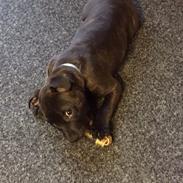 Staffordshire bull terrier Kenzo