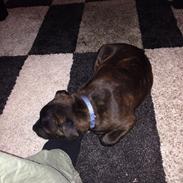 Staffordshire bull terrier Kenzo