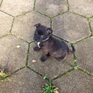 Staffordshire bull terrier Kenzo