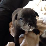 Staffordshire bull terrier Kenzo