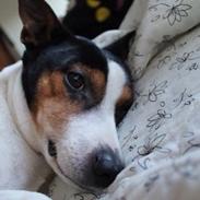 Blanding af racer Pjevs