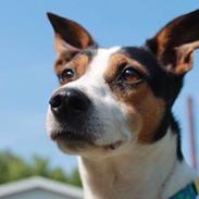 Blanding af racer Pjevs