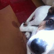 Blanding af racer Pjevs