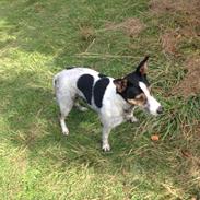 Blanding af racer Pjevs