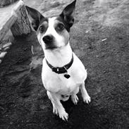 Blanding af racer Pjevs