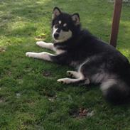 Alaskan malamute EnapaySpirit Learn To Love Aganin (Frida)