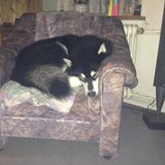 Alaskan malamute EnapaySpirit Learn To Love Aganin (Frida)