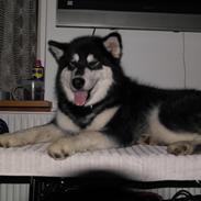 Alaskan malamute EnapaySpirit Learn To Love Aganin (Frida)