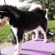 Alaskan malamute EnapaySpirit Learn To Love Aganin (Frida)