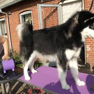 Alaskan malamute EnapaySpirit Learn To Love Aganin (Frida)