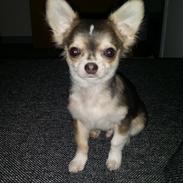 Chihuahua Milo