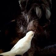 Dvaergschnauzer Præstekjær's Andrew (Zippo)