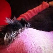 Dvaergschnauzer Præstekjær's Andrew (Zippo)