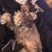 Dvaergschnauzer Præstekjær's Andrew (Zippo)