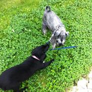 Dvaergschnauzer Præstekjær's Andrew (Zippo)