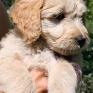 Blanding af racer *Bailey* (Goldendoodle)