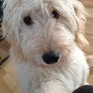 Blanding af racer *Bailey* (Goldendoodle)