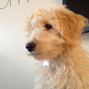 Blanding af racer *Bailey* (Goldendoodle)