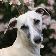 Whippet Ghini