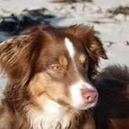 Miniature American Shepherd Bellis