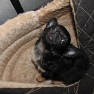 Chihuahua Paya