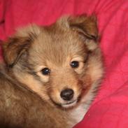 Shetland sheepdog Luna