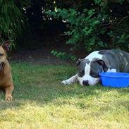 Amerikansk staffordshire terrier Chica "Elsket og savnet " R.I.P 18/8-2014