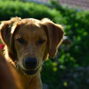 Golden retriever Little Mhor's NoMix