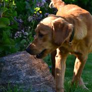 Golden retriever Little Mhor's NoMix