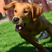 Golden retriever Little Mhor's NoMix