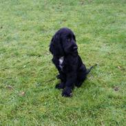 Cocker spaniel Cato
