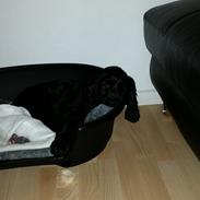 Cocker spaniel Cato