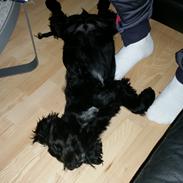 Cocker spaniel Cato