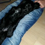 Cocker spaniel Cato