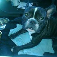 Fransk bulldog Mayer